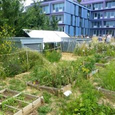 Réunion du groupe Végétalisation – Spéciale 48h de l’Agriculture Urbaine