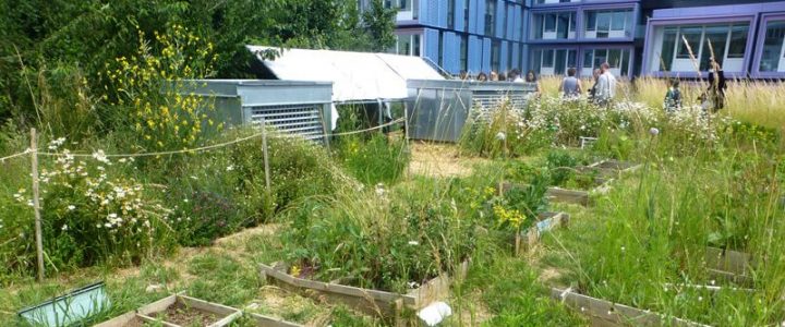 Réunion du groupe Végétalisation – Spéciale 48h de l’Agriculture Urbaine
